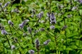 Leaves and flowers of the true peppermint, Mentha piperita, in summer, Bavaria, Germany, Europe Royalty Free Stock Photo